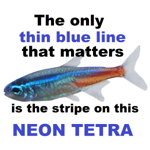 Neon tetra